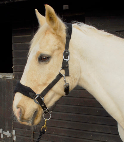 Personalised Anatomical Headcollar And Leadrope Set - Swirl Design