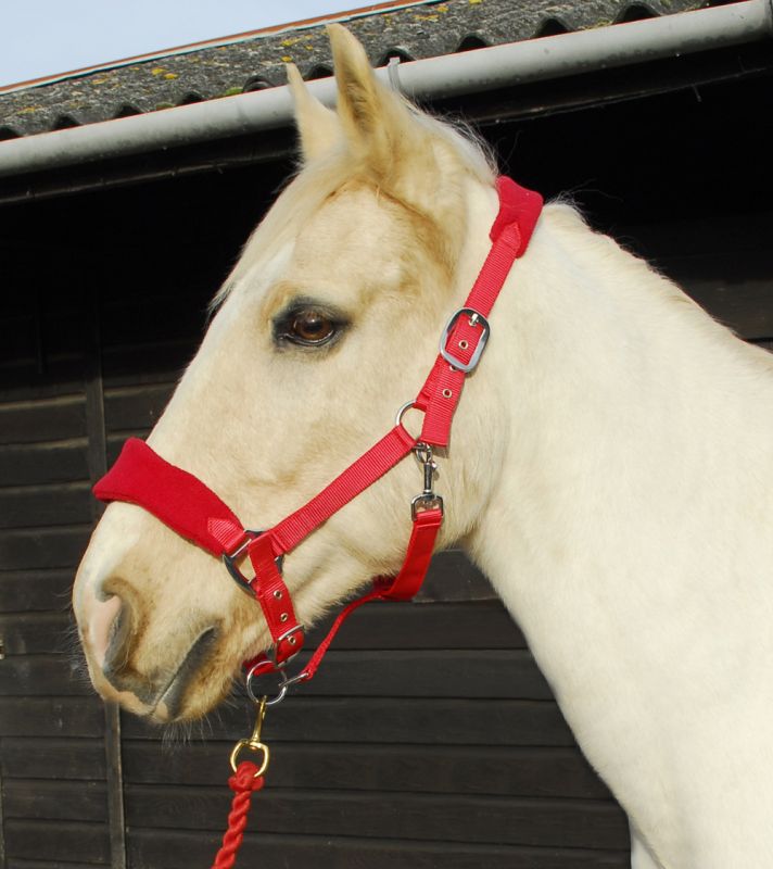 Personalised Anatomical Headcollar And Leadrope Set - Swirl Design