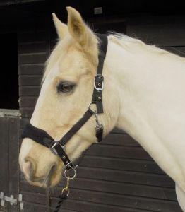 Personalised Anatomical Headcollar And Leadrope Set - Wizard Design