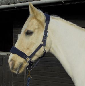 Personalised Anatomical Headcollar And Leadrope Set - Standard Design