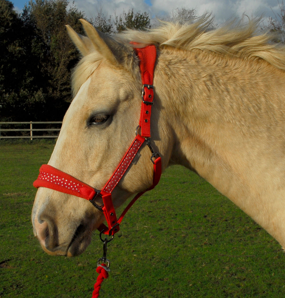 Personalised headcollar outlet